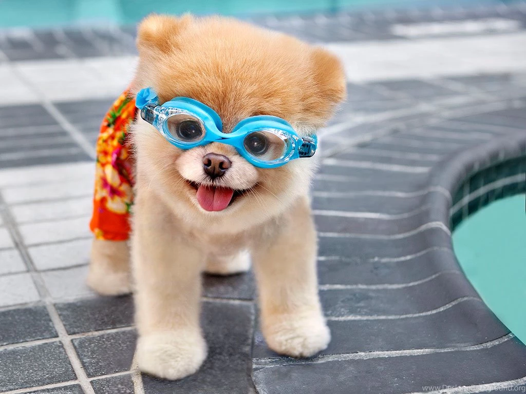 Boo Dog HD Wallpapers