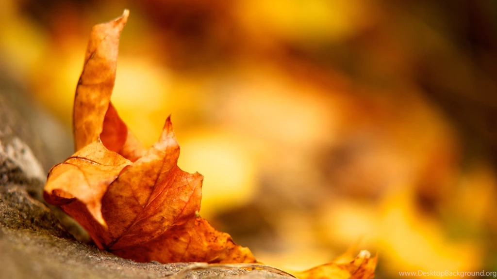 Autumn Themed Wallpapers Dump Album On Imgur