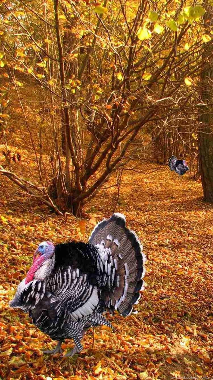 Here Are 2015 Thanksgiving Iphone 6 Wallpapers ☼ Fall Fashion ...