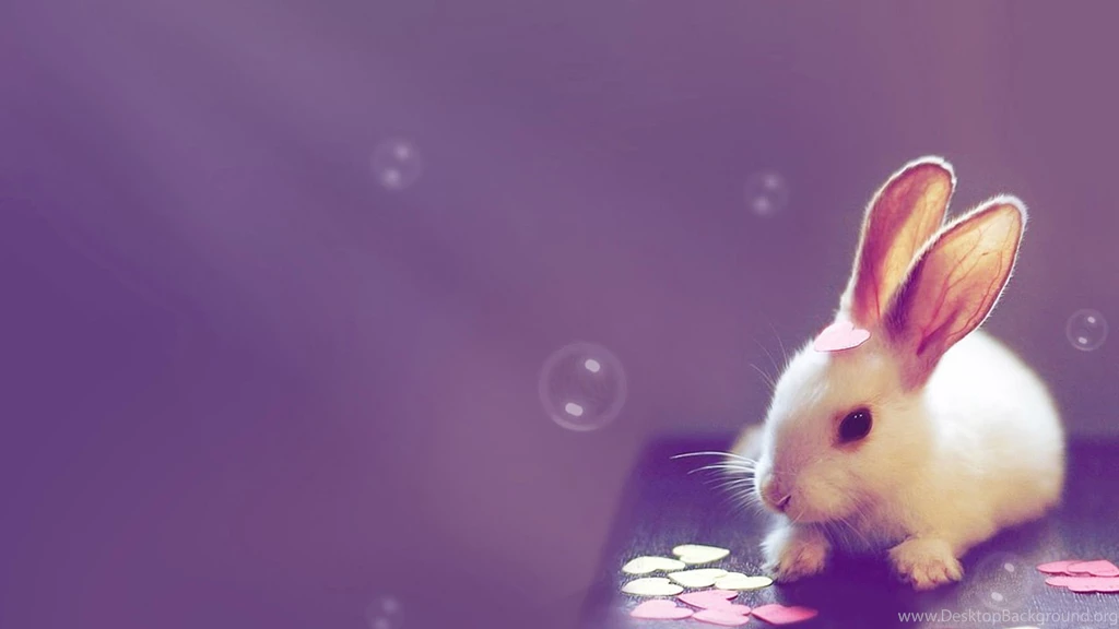 Pet Rabbit Wallpapers 14, HD Desktop Wallpapers