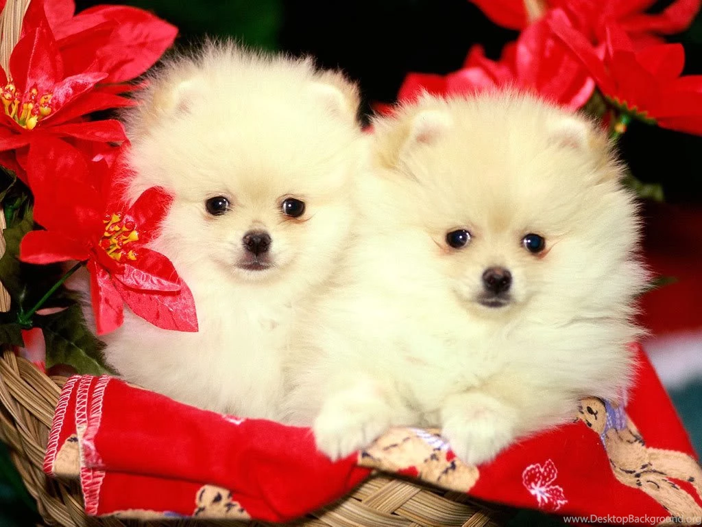 Puppies Wallpapers Download Wallpapers Zone
