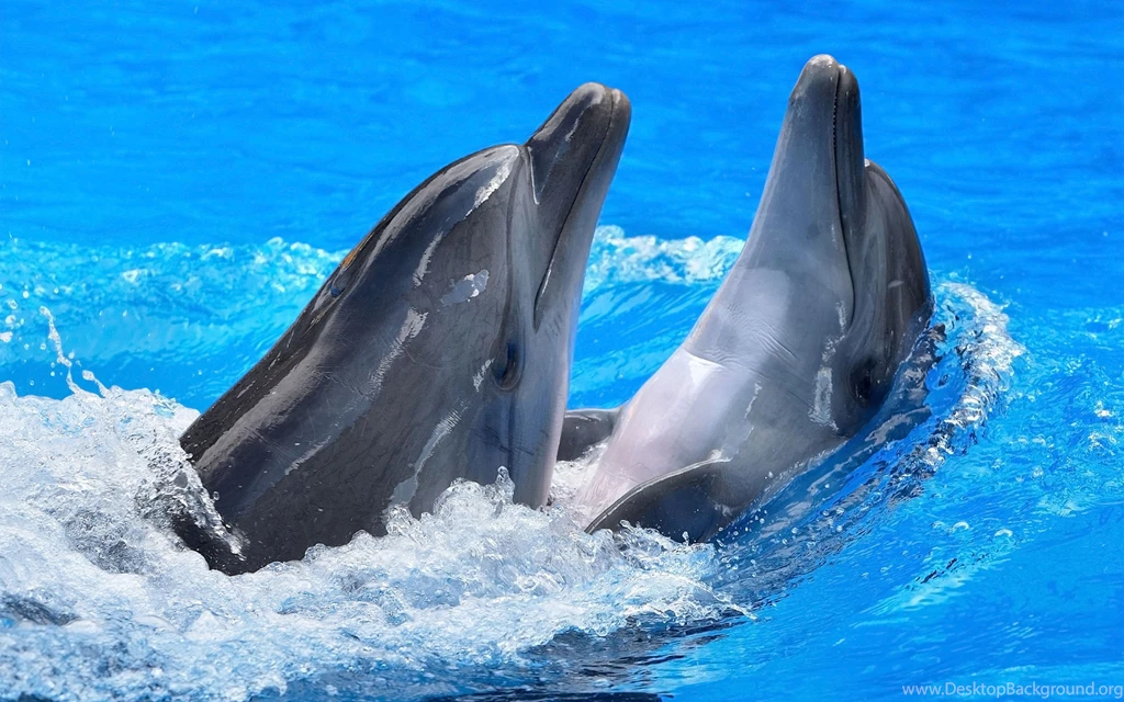 Free Dolphin Wallpapers For Desktop Wallpapers Cave