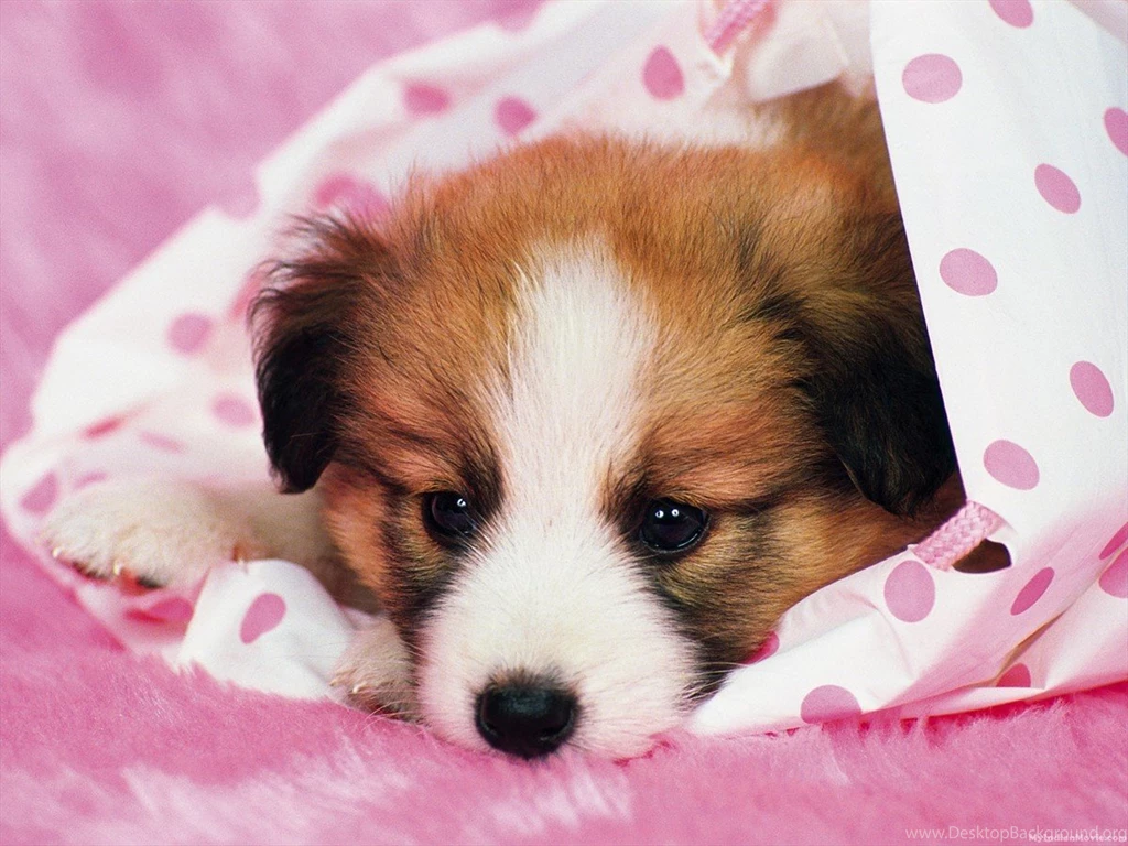 07 Pm Dog Desktop Dog Desktop Wallpaper. Dog Wallpapers PC ...