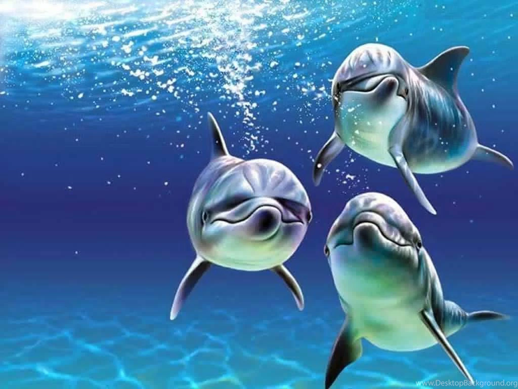 Baby Dolphins Wallpapers