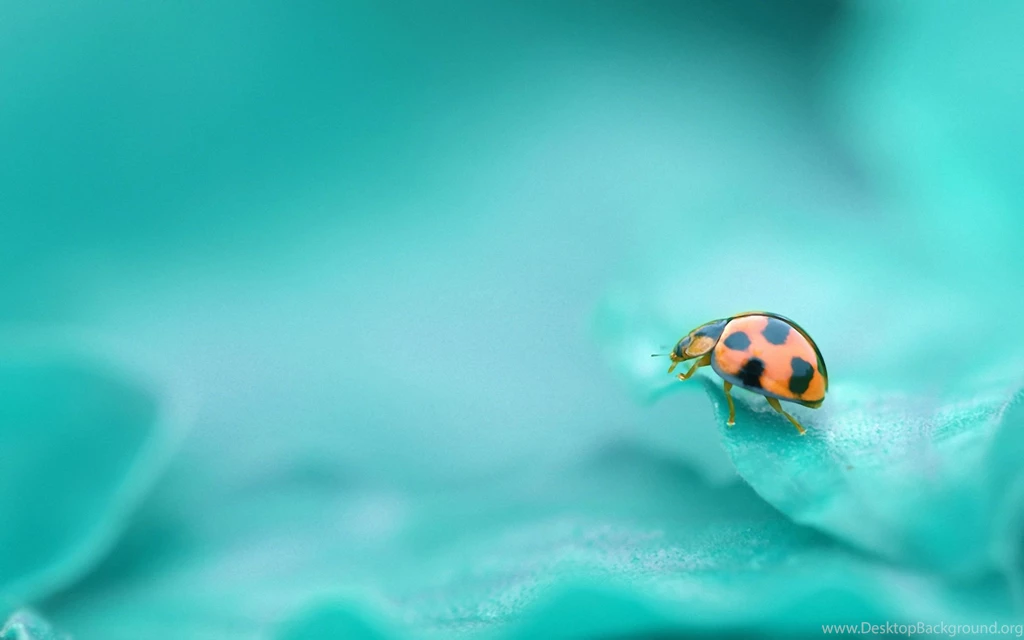 Cute Iphone Wallpapers Op112