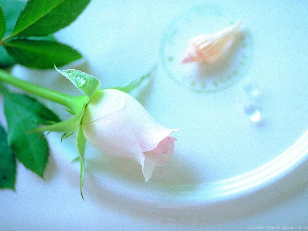 Best White Rose Flowers Wallpapers Entertainment Only Desktop Background