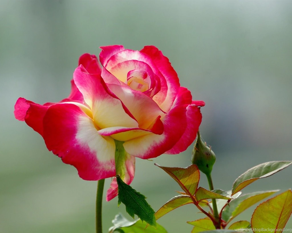 Red And White Rose Flower Photography Wallpapers 1280x1024 ...