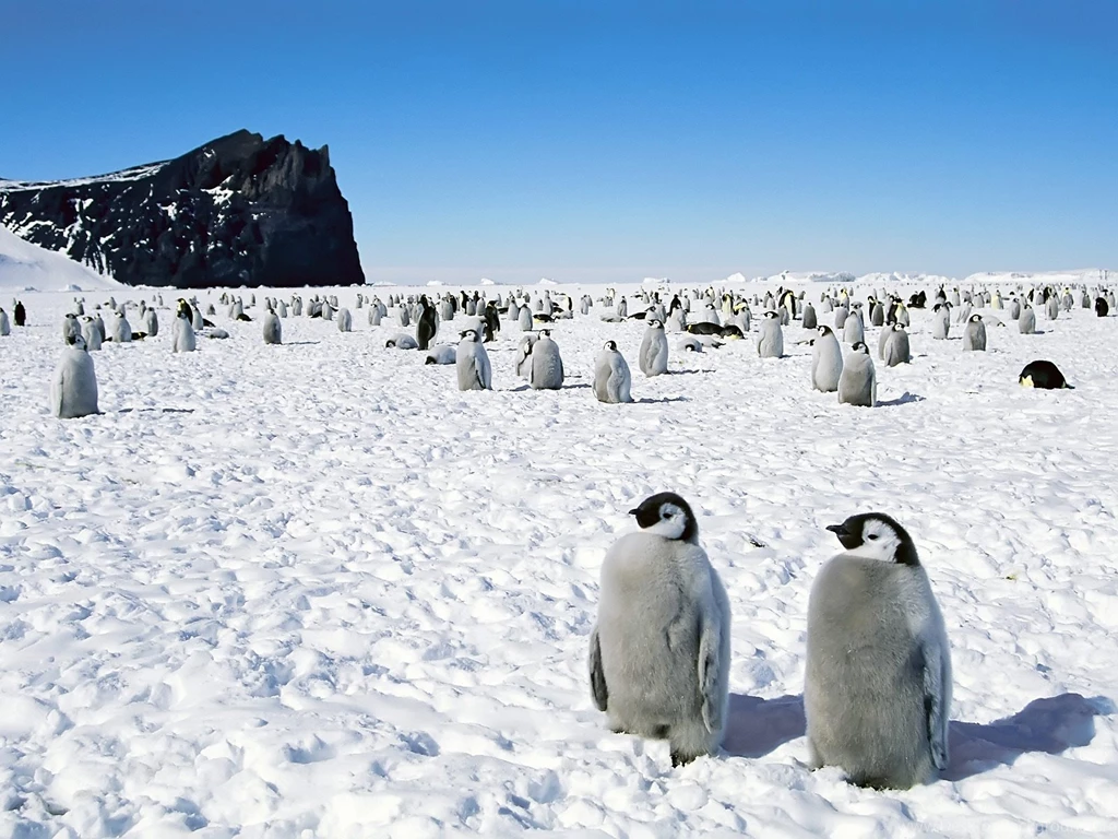 Penguins Desktop Wallpapers