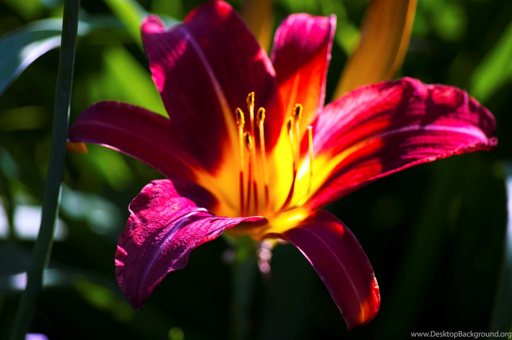 Tiger Lily Desktop Wallpapers HD Wallpaper Backgrounds Of Your ...