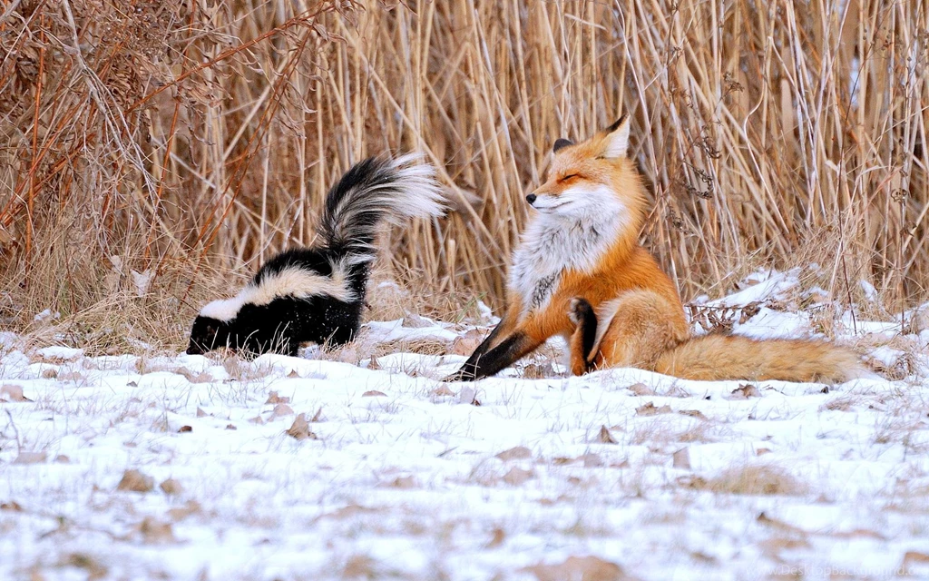 The Fox And The Skunk (