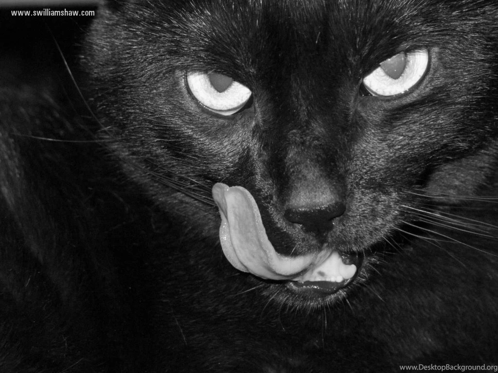 Scary Black Cat HD Wallpapers Desktop