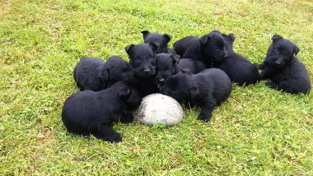 Scottish Terrier Puppies YouTube