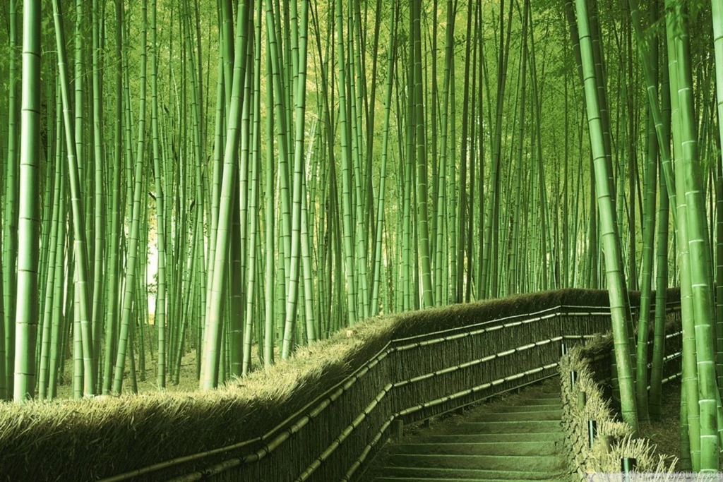 Bamboo Forest Backgrounds HD Desktop Wallpapers : High Definition ...