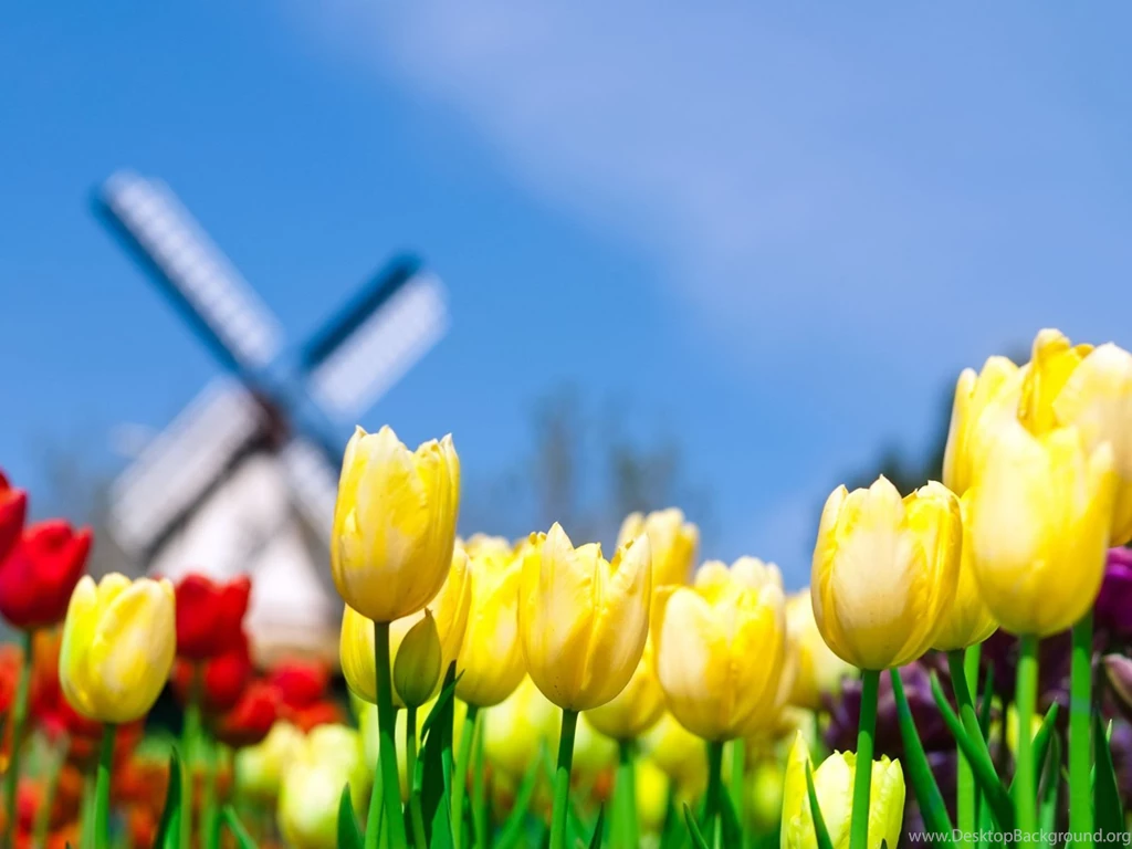 Best Flowers HD Wallpapers 2014