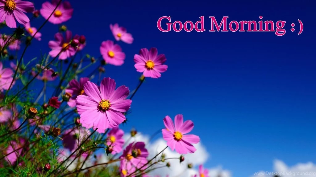 Good Morning Hd Images With Flowers