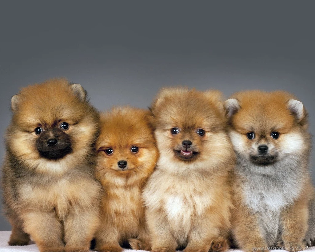 Download Cute Puppies Hd Wallpapers For Mobile Dogs 232 05 22 2014 ...