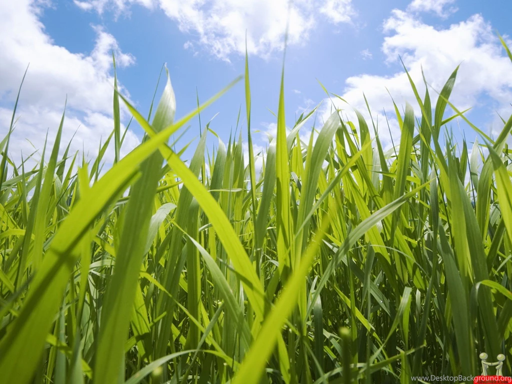 Fresh Green Grass Field Nature Wallpapers