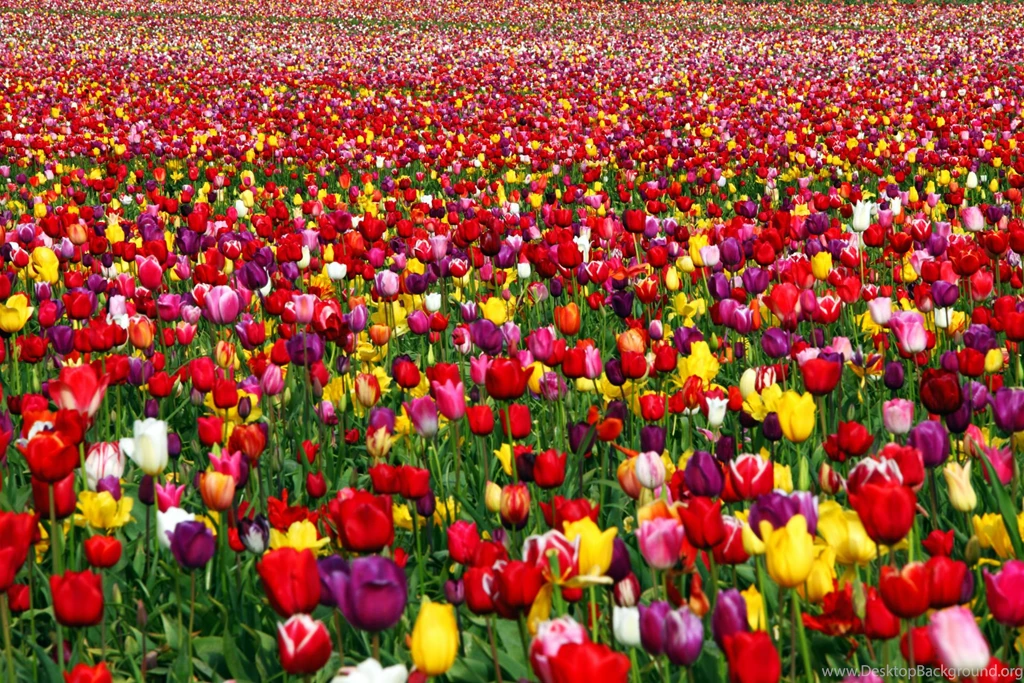 Tulip Field Wallpapers