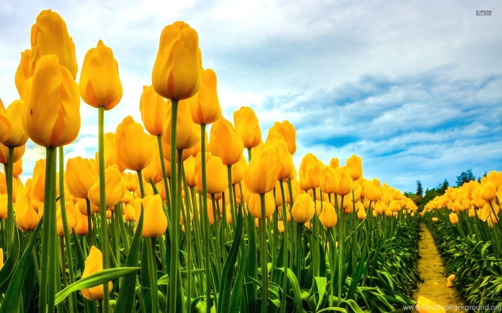Field Of Yellow Tulips Wallpaper.