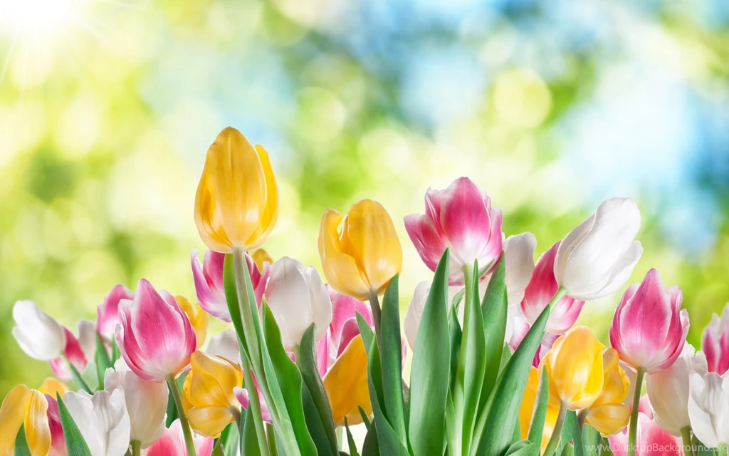 382 Tulip HD Wallpapers