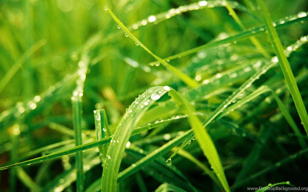 Windows 7 Wood Theme, 1920x1200 HD Wallpapers And FREE Stock Photo