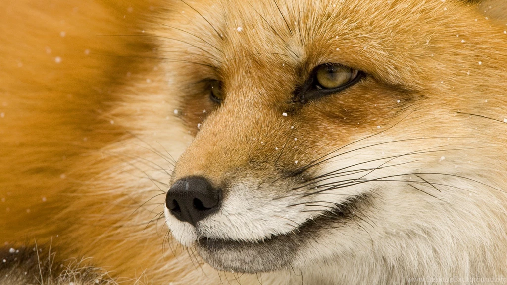 Download Red Fox Wallpapers 1920x1080