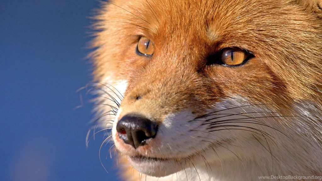 Red Fox Wallpapers, Images, Photos, Pictures & Pics