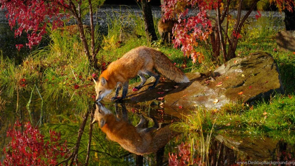 All About Red Foxes Lessons TES