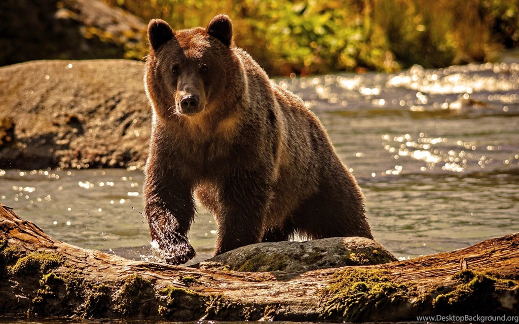 Fonds D'écran Grizzly : Tous Les Wallpapers Grizzly