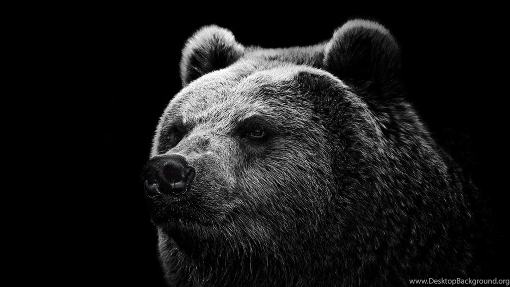 Fonds D'écran Grizzly : Tous Les Wallpapers Grizzly