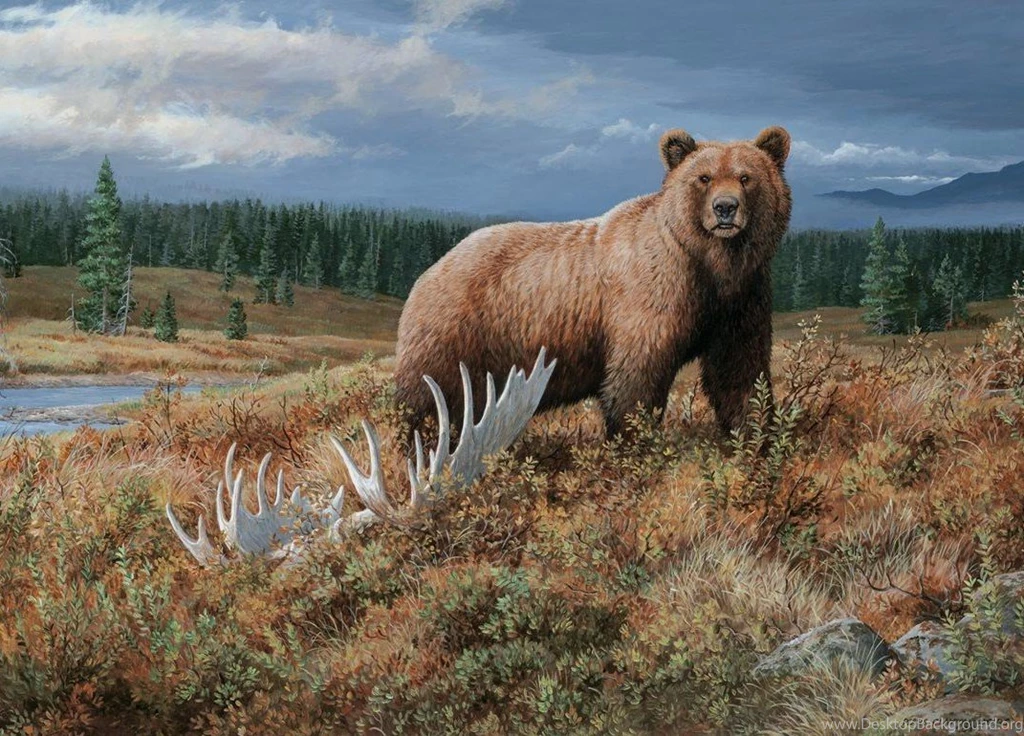 Big Grizzly Wildlife Bears Animals Nature Ts Bears Wallpapers ...