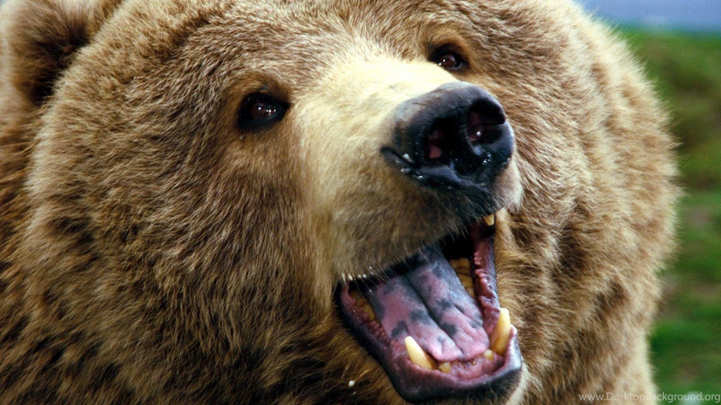 Awesome Grizzly Bear HD Wallpapers Free Download