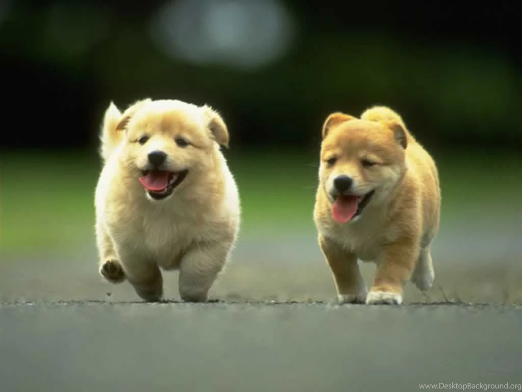 Dogs Wallpapers