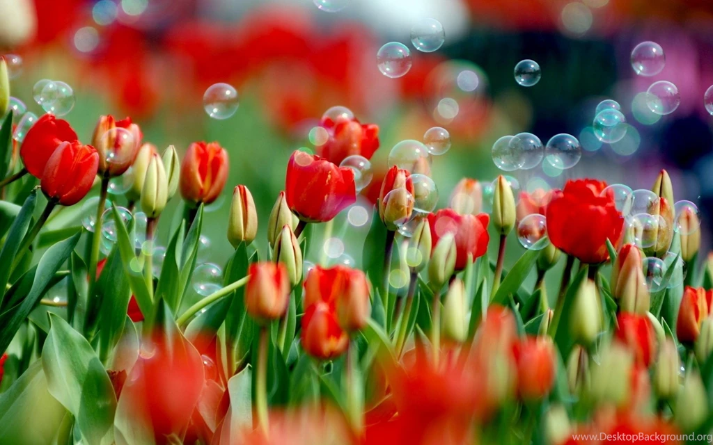 Red Beautiful Flowers Desktop Wallpaper.jpg