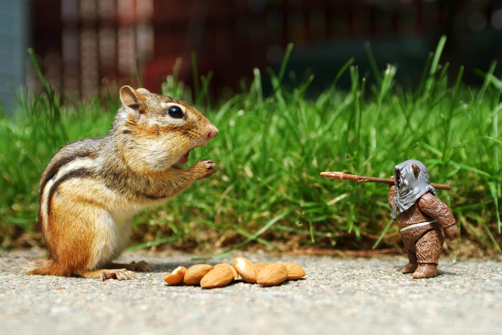 Funny Animals Wallpapers Archives Best HD Desktop Wallpapers ...