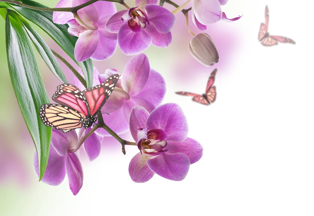 Butterflies Wallpapers