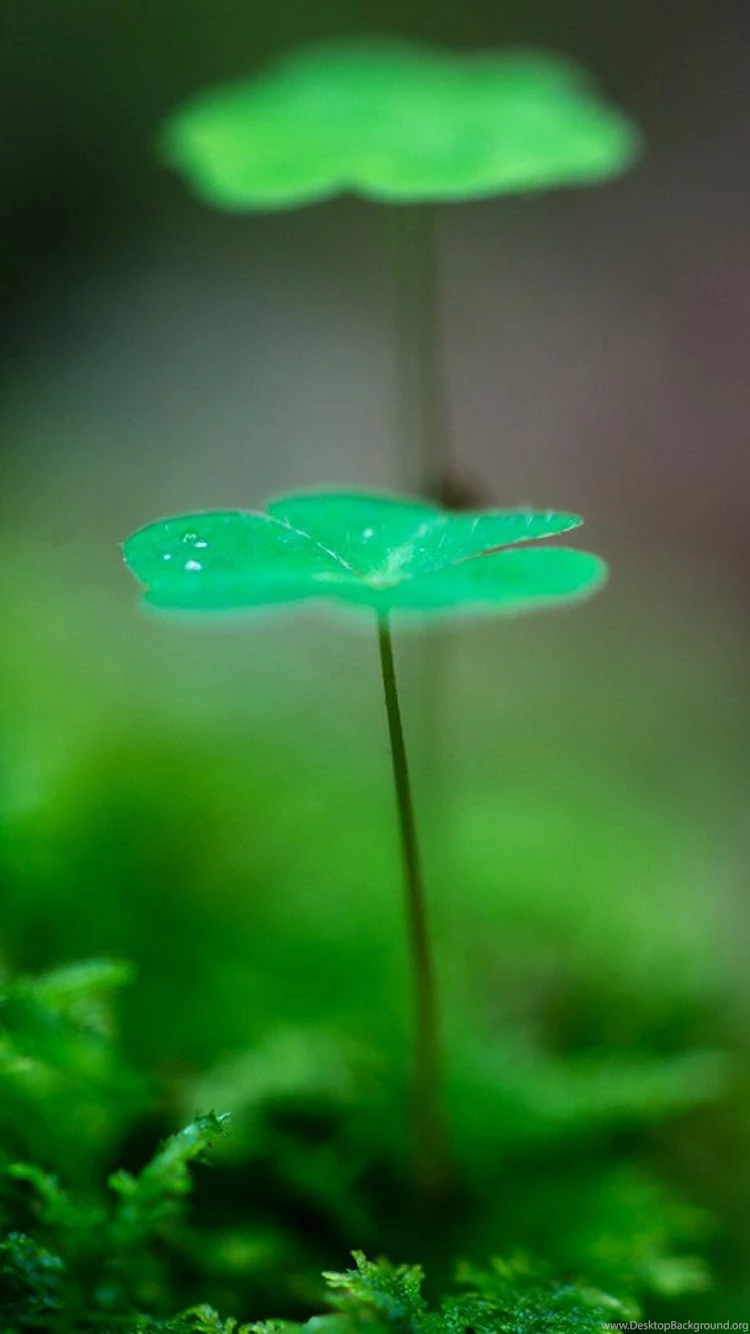 Green iPhone 6 Wallpapers HD
