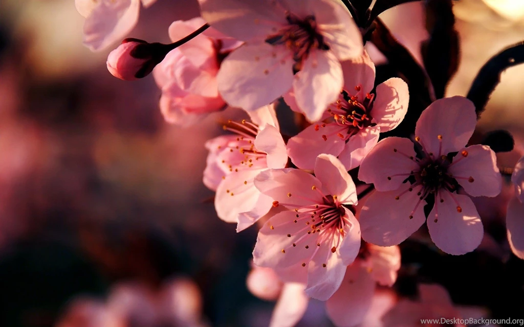 Pink Flowers Wallpapers HD Pictures