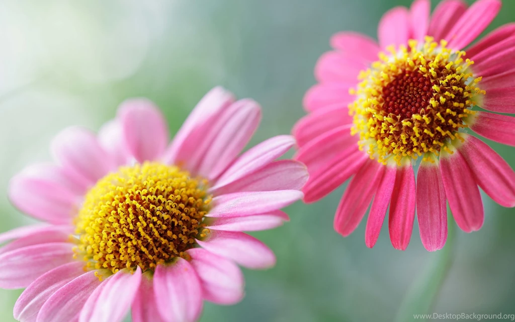 Red Flower Wallpapers Desktop Backgrounds : Flower Wallpapers ...