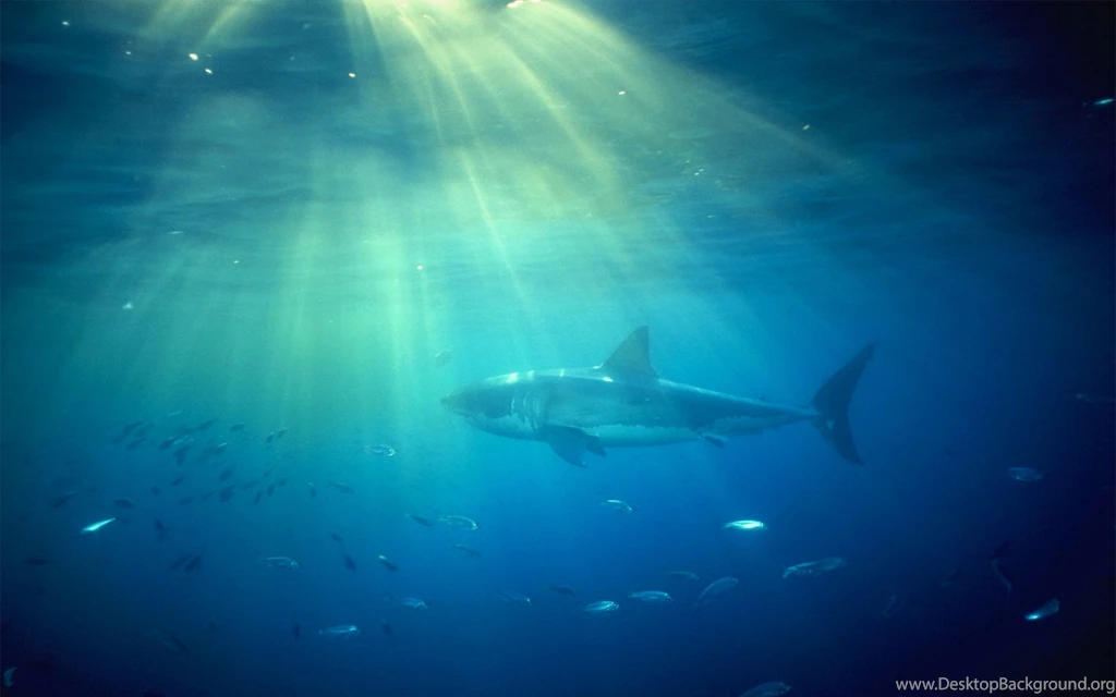 Great White Shark Wallpapers Full HD Wallpapers Search
