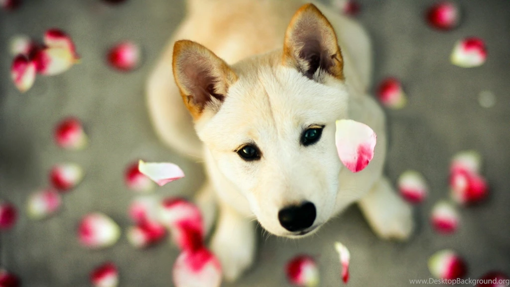 Download Cute Dogs Wallpapers 6342 1920x1080 Px High Resolution ...