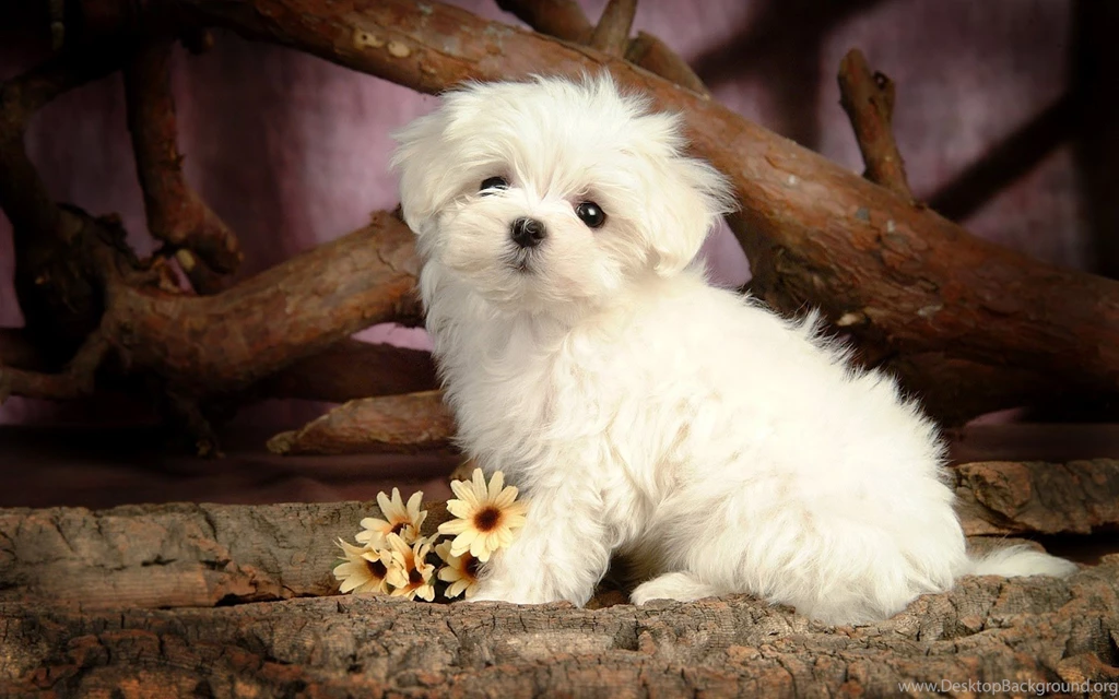 Puppy