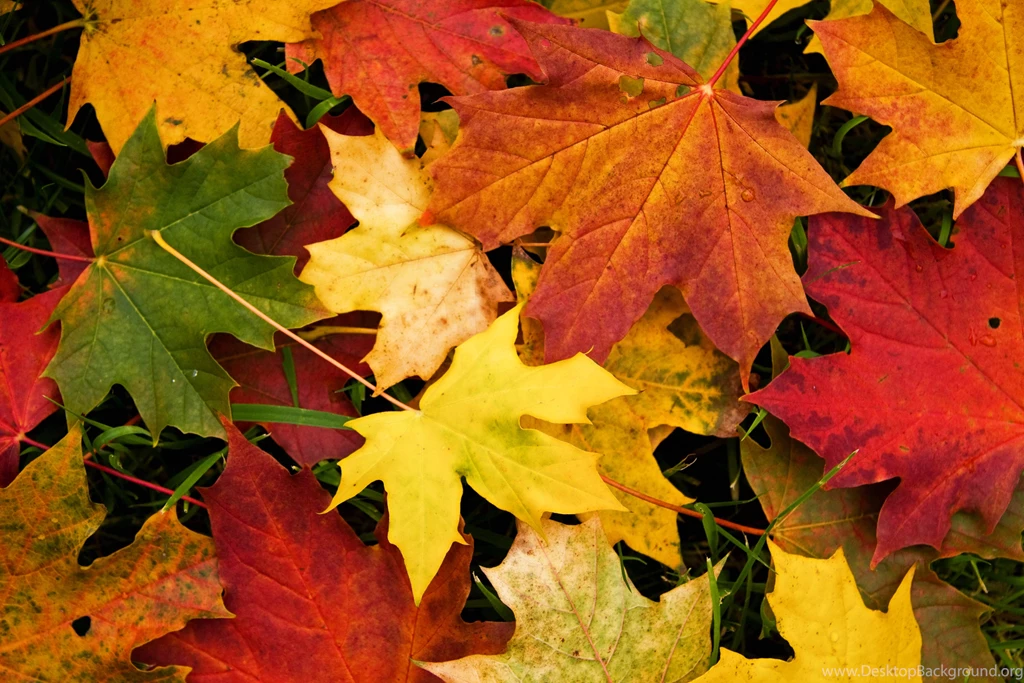 Autumn Leaves Wallpapers High Quality Desktop Background