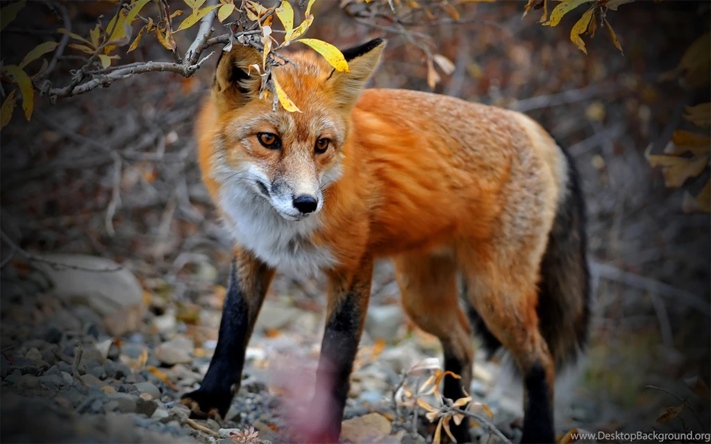 Fox Computer Wallpapers, Desktop Backgrounds