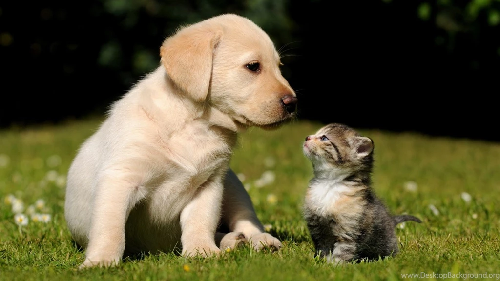 1366x768 Cute Puppy Kitten Wallpapers