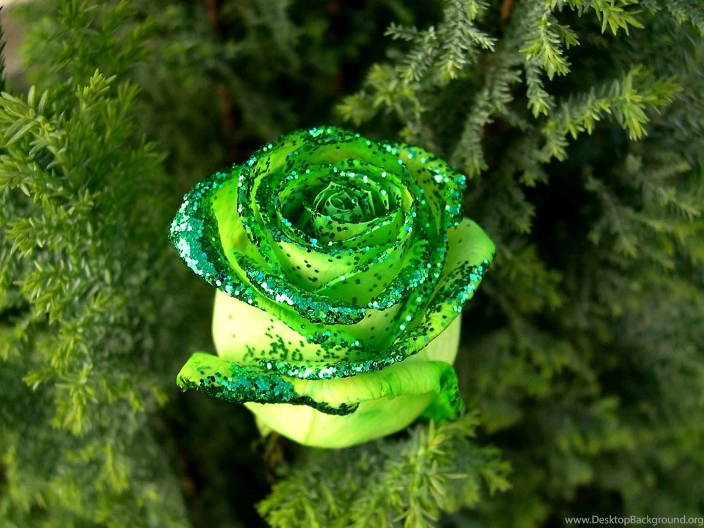 Download Free Rose Wallpapers