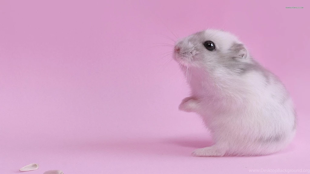 Hamster, 1920x1080 HD Wallpapers And FREE Stock Photo