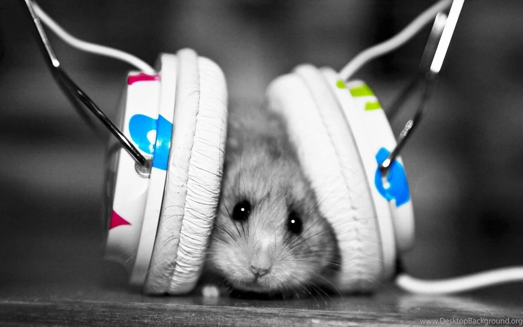 Hamsters Listen Music With Headphones Wallpapers HD / Desktop And ...