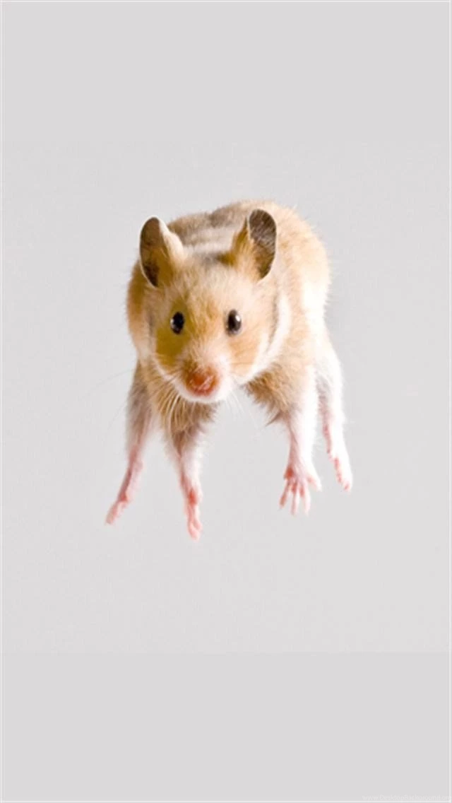 Hamster Jump Animal iPhone Wallpapers, iPhone 5(s)/4(s)/3G Wallpapers