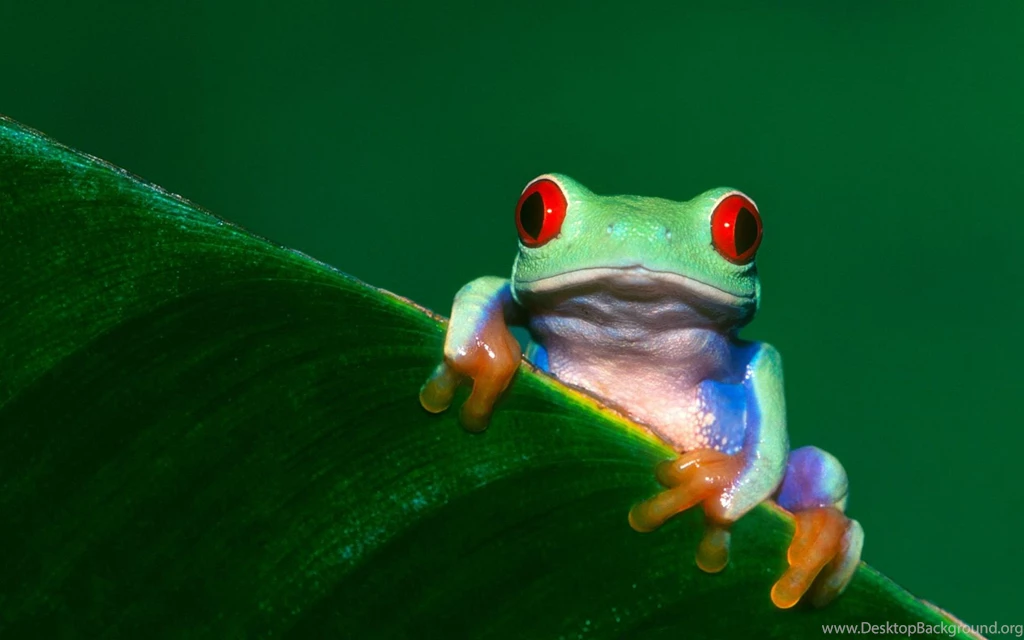 Frog Wallpapers Animal Wallpapers